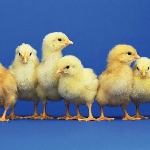 rp_chicks.jpg