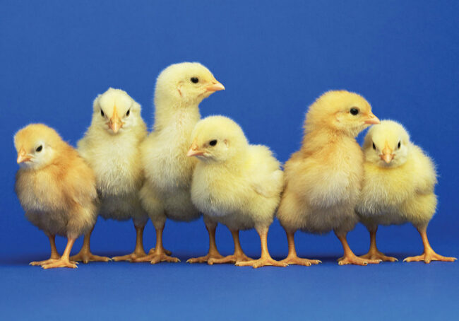 chicks