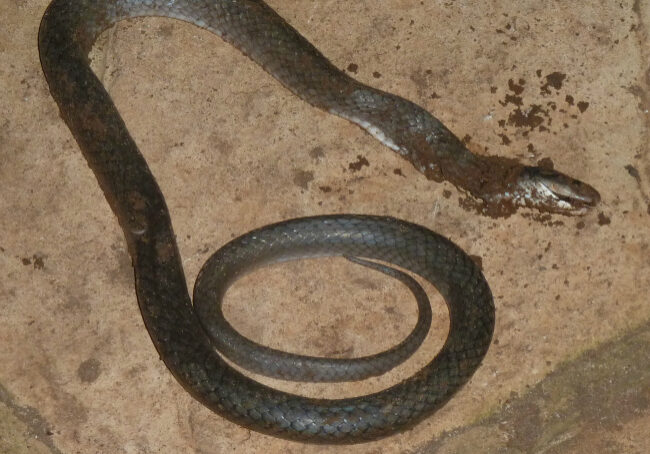 snake1
