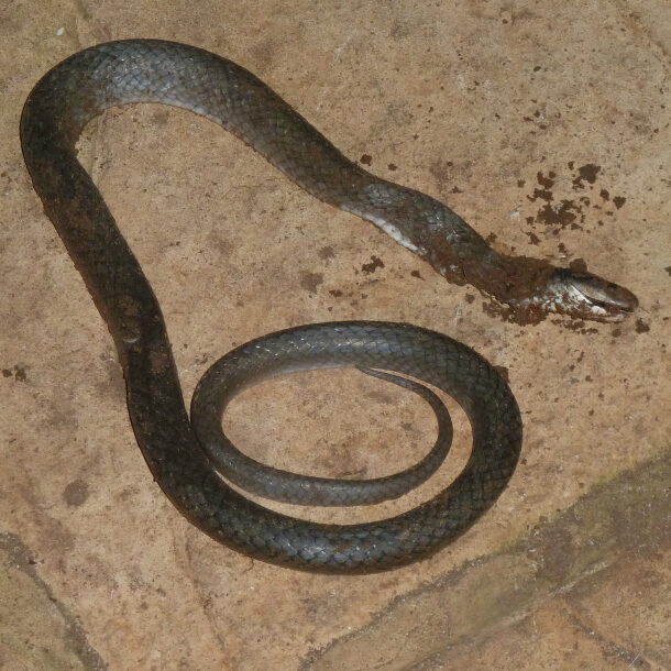 snake1
