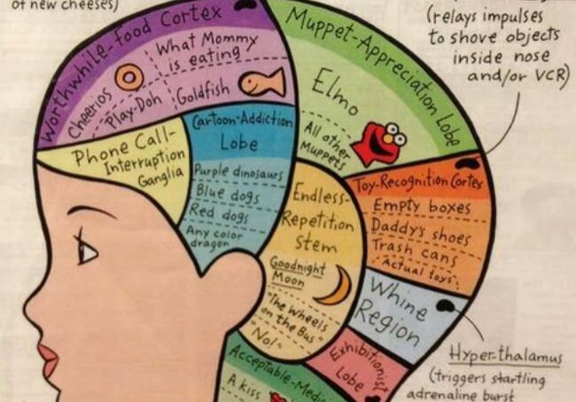 toddler-brain
