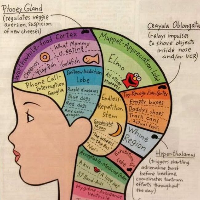 toddler-brain